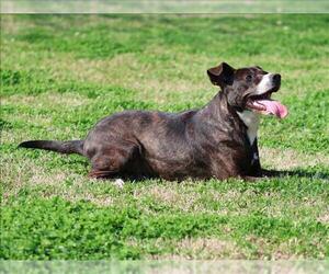 Plott Hound-Unknown Mix Dogs for adoption in Grovetown, GA, USA