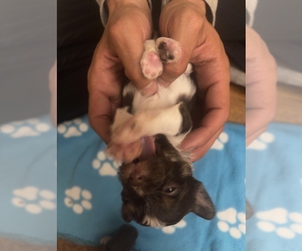 Medium Photo #22 Yorkshire Terrier Puppy For Sale in ROCKFORD, IL, USA