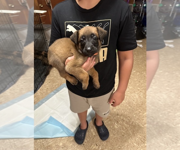 Medium Photo #3 Belgian Malinois Puppy For Sale in SMITHFIELD, NC, USA