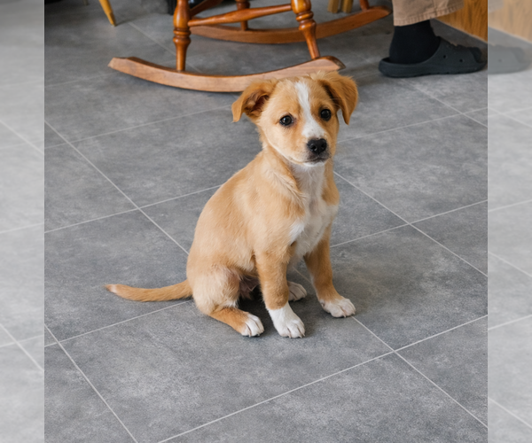 Medium Photo #2 Mutt Puppy For Sale in Genesee, WI, USA
