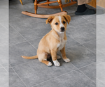 Small #1 Mutt