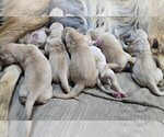 Image preview for Ad Listing. Nickname: Litter of 7