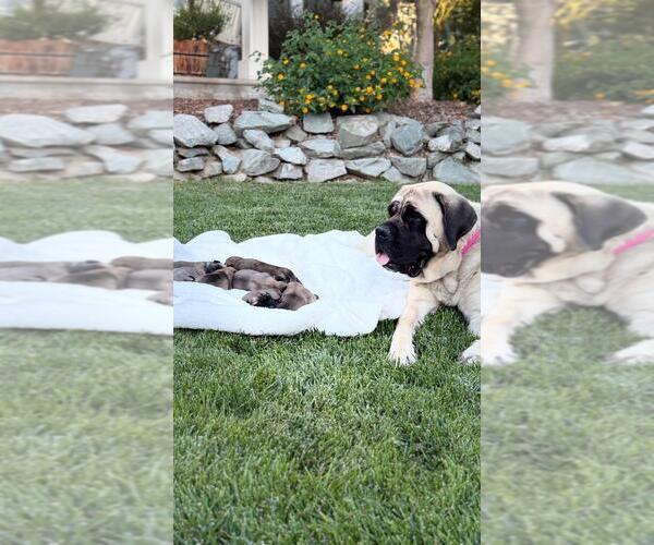 Medium Photo #4 Mastiff Puppy For Sale in ATWATER, CA, USA
