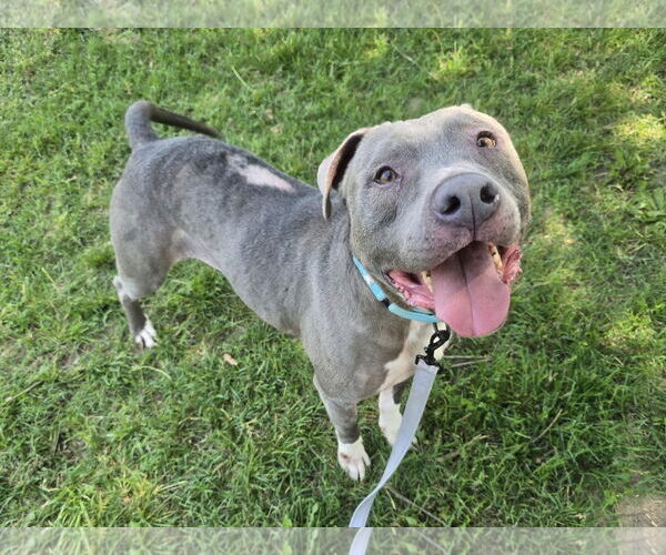 Medium Photo #2 American Pit Bull Terrier-Unknown Mix Puppy For Sale in Millersville, MD, USA