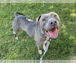 Small #1 American Pit Bull Terrier Mix