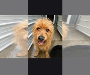 Mutt Dogs for adoption in Westwood, NJ, USA