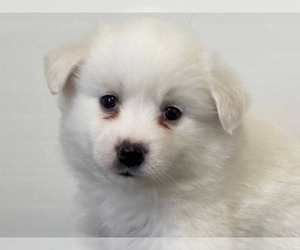 American Eskimo Dog Puppy for sale in DOWNING, MO, USA