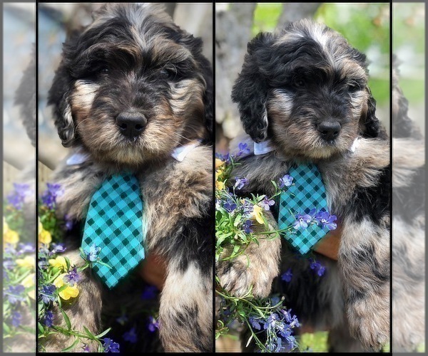 Medium Photo #5 Bernedoodle Puppy For Sale in OVERLAND PARK, KS, USA