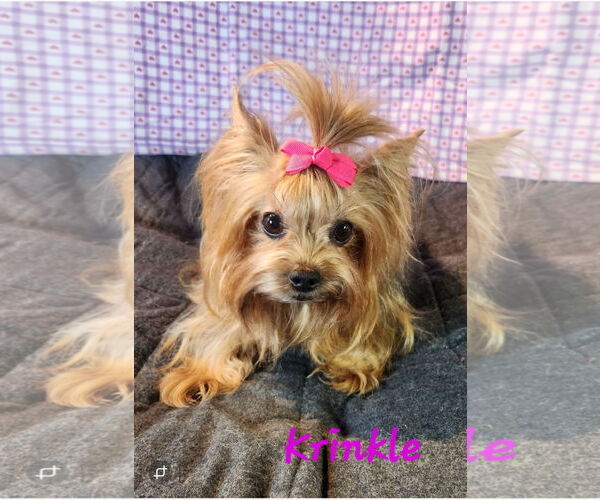 Medium Photo #1 Mutt Puppy For Sale in Bon Carbo, CO, USA