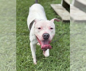 American Pit Bull Terrier-Unknown Mix Dogs for adoption in Virginia Beach, VA, USA