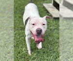 Small American Pit Bull Terrier Mix