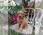 Small Photo #52 Golden Retriever Puppy For Sale in GREENWOOD, WI, USA