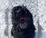 Small Photo #1 Black Russian Terrier Puppy For Sale in S CHARLESTON, WV, USA