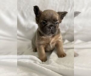 French Bulldog Puppy for sale in HOUSTON, TX, USA