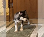 Small Photo #10 Siberian Husky Puppy For Sale in BURLINGTON, WI, USA
