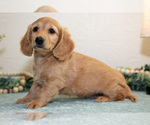 Small #2 Dachshund