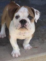 English Bulldogge Puppy for sale in COLLINSVILLE, OK, USA