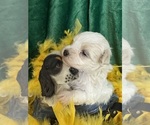 Small #5 Maltese