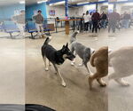 Small #8 Huskies  Mix