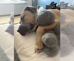 Small #5 American Pit Bull Terrier-Labrador Retriever Mix