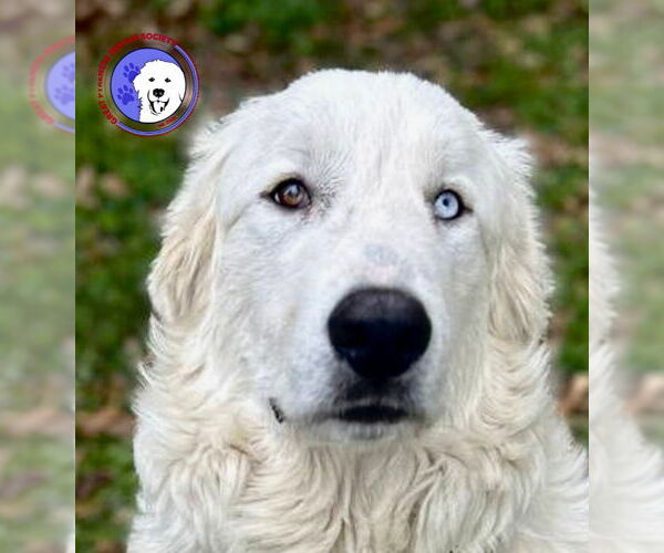 Medium Photo #1 Great Pyrenees Puppy For Sale in Spring, TX, USA