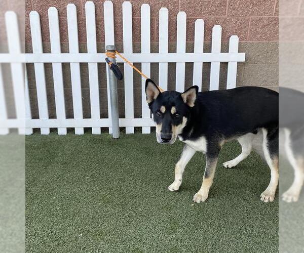 Medium Photo #1 Labrador Retriever-Siberian Husky Mix Puppy For Sale in Modesto, CA, USA