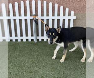 Labrador Retriever-Siberian Husky Mix Dogs for adoption in Modesto, CA, USA