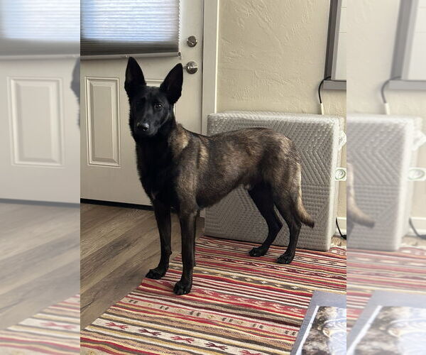 Medium Photo #2 Mutt Puppy For Sale in Imlay City, MI, USA