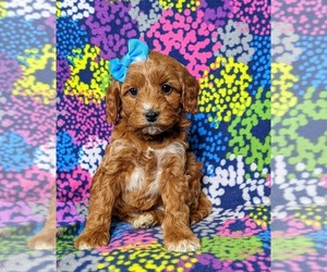 Goldendoodle Puppy for sale in GLEN ROCK, PA, USA