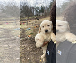 Puppy Puppy 3 Golden Retriever