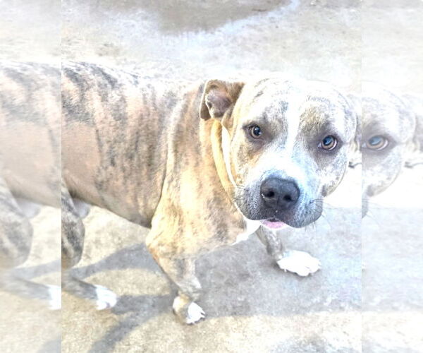 Medium Photo #2 Pointer-Unknown Mix Puppy For Sale in Houston, TX, USA