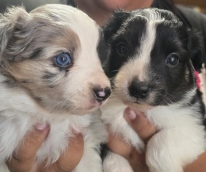 Miniature Australian Shepherd Puppy for sale in ADAIR VILLAGE, OR, USA