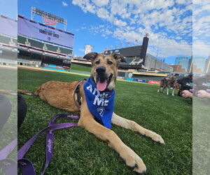 Shepradors Dogs for adoption in Princeton, MN, USA
