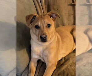 Lucky - Male Carolina Dog Dog for Adoption - Photo #10