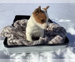 Small Photo #2 Miniature Australian Shepherd Puppy For Sale in HILLSBORO, WI, USA