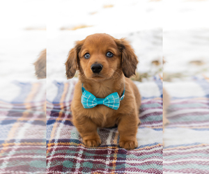 Dachshund Puppy for sale in BREMEN, IN, USA