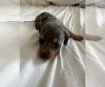 Small #3 Dachshund