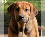 Small Coonhound Mix