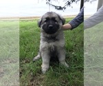 Small Photo #55 German Shepherd Dog Puppy For Sale in APLINGTON, IA, USA