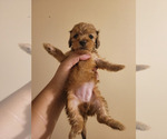 Puppy Female 2 Hazeln Dachshund