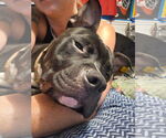 Small #6 American Staffordshire Terrier Mix