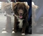 Small Australian Shepherd Mix