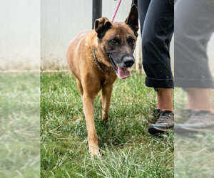 Tiago - Located in FL - Male Mutt Dog for Adoption - Photo #4