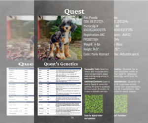 Father of the Cavapoo (Miniature) puppies born on 12/01/2025