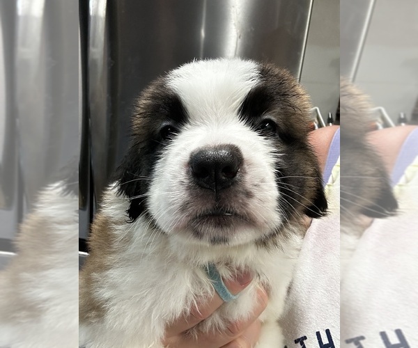 Medium Photo #6 Saint Bernard Puppy For Sale in PROSPER, TX, USA