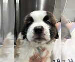 Small #5 Saint Bernard