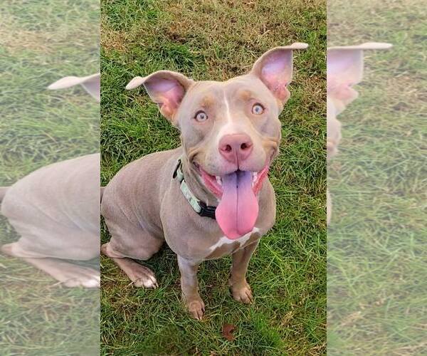 Medium Photo #3 American Pit Bull Terrier-Unknown Mix Puppy For Sale in Millersville, MD, USA
