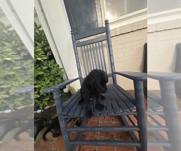 Medium Photo #13 Labrador Retriever Puppy For Sale in ELIZABETH CITY, NC, USA