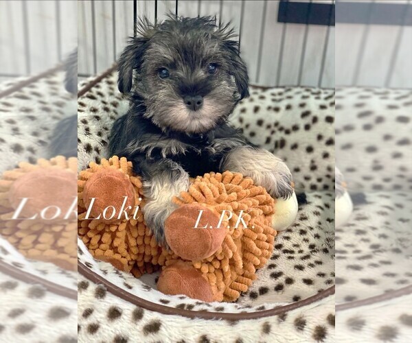 Medium Photo #1 Schnauzer (Miniature) Puppy For Sale in WINNSBORO, LA, USA