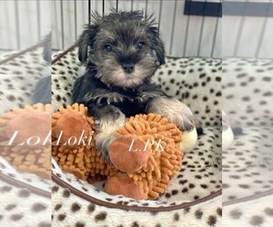 Schnauzer (Miniature) Puppy for sale in WINNSBORO, LA, USA